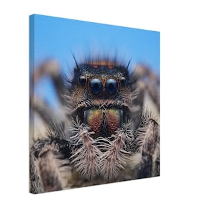Jumping Spider Canvas Print: Captivating Macro Wildlife Art for Nature Lovers