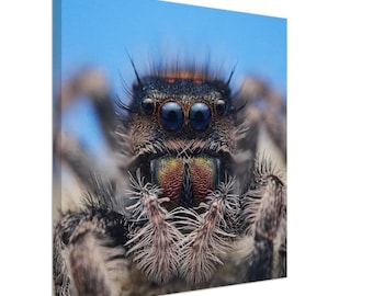 Puede incluir: Primer plano de una araña saltarina con grandes ojos azules y una boca roja y verde. La araña tiene un cuerpo peludo y está sobre un fondo azul.