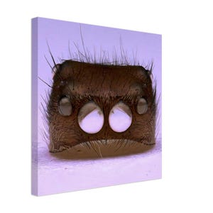 Jumping Spider Molt Helmet: Macro Art Canvas