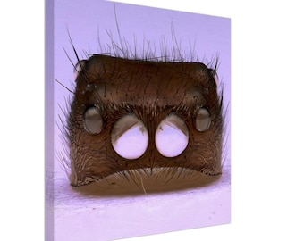 Puede incluir: Primer plano de la cara de una araña, mostrando sus ocho ojos. Los ojos son grandes y redondos, y la cara de la araña está cubierta de pelos finos.