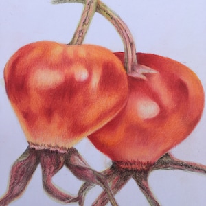 Rose Hips Fine Art Prints
