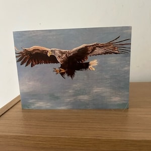 Biglietti d'auguri di belle arti dell'aquila dalla coda bianca