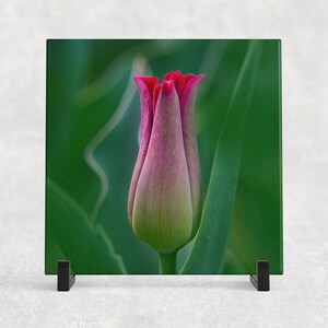 May include: A close-up of a pink tulip bud with green leaves. The tulip is in focus and the background is blurred.