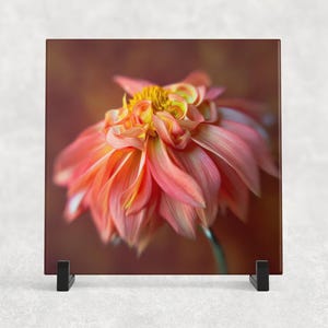 May include: A close-up of a pink and yellow flower with delicate petals. The flower is in focus, while the background is blurred.