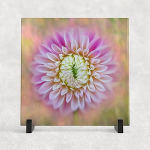 May include: A close-up of a pink and white dahlia flower with a blurred background.