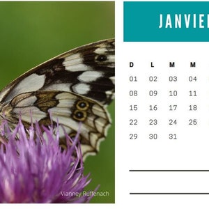 Kalender - Fotografie Schmetterlinge, Insekten und Natur