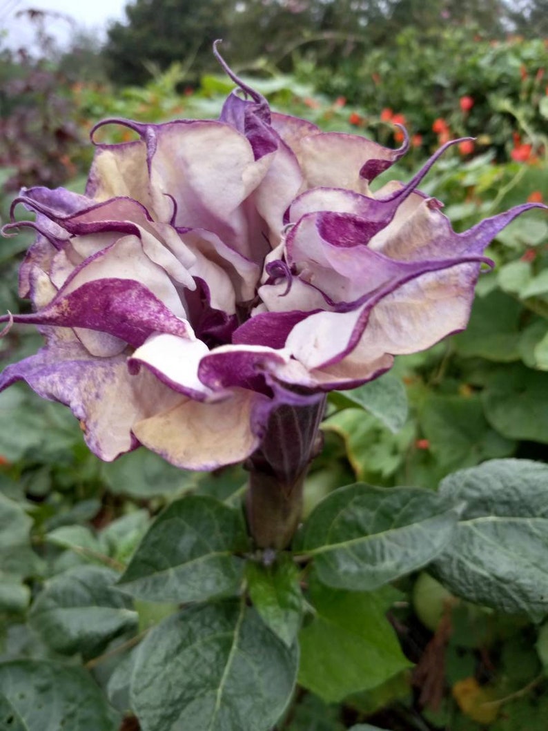Datura Double Purple Ornamental Flower Seeds Etsy