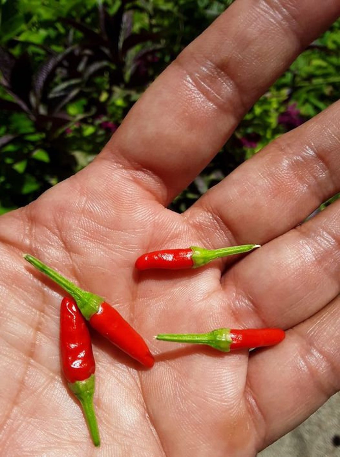 Rat's Turd Hot Pepper Seeds Etsy
