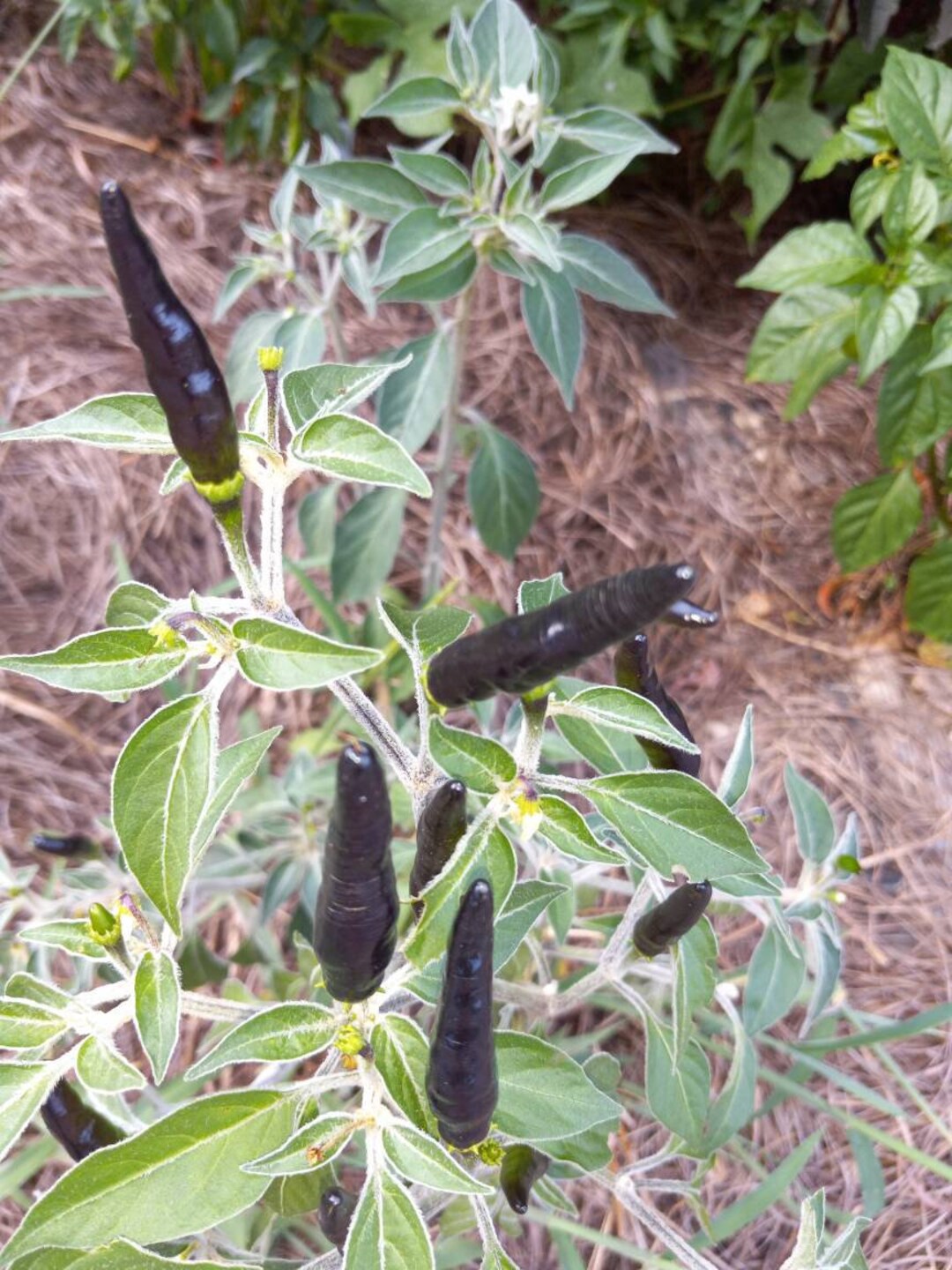 Black Cobra Hot Pepper Seeds Etsy