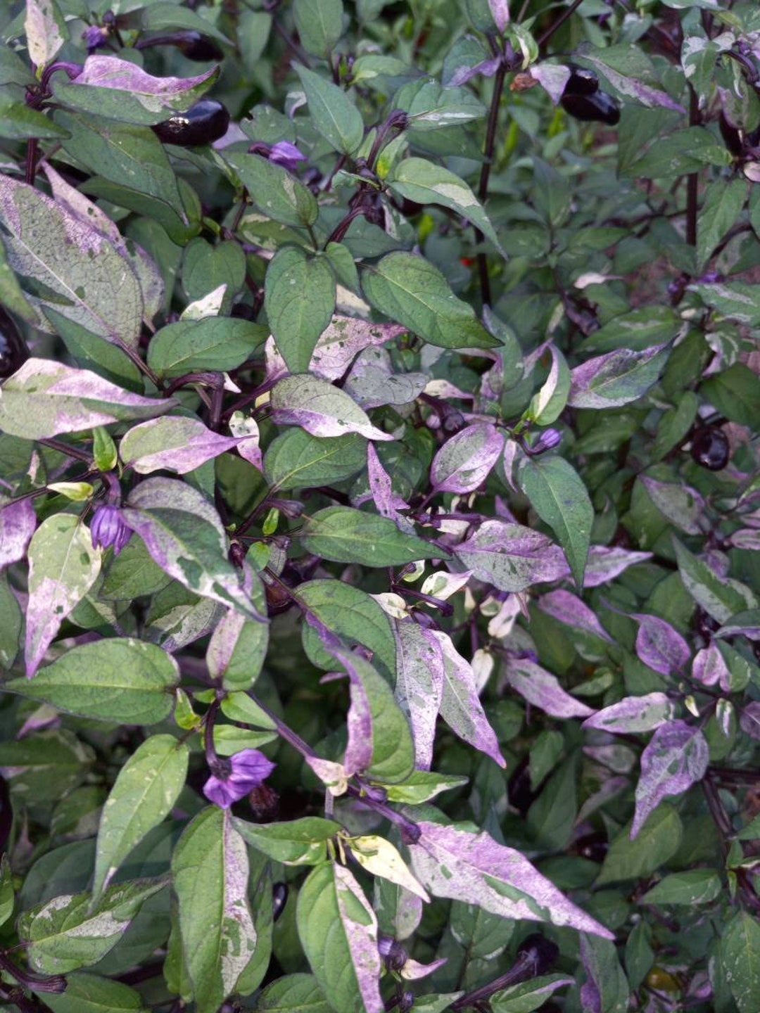 Scarlett's Chili Pepper Seeds Variegated Ornamental Edible Etsy