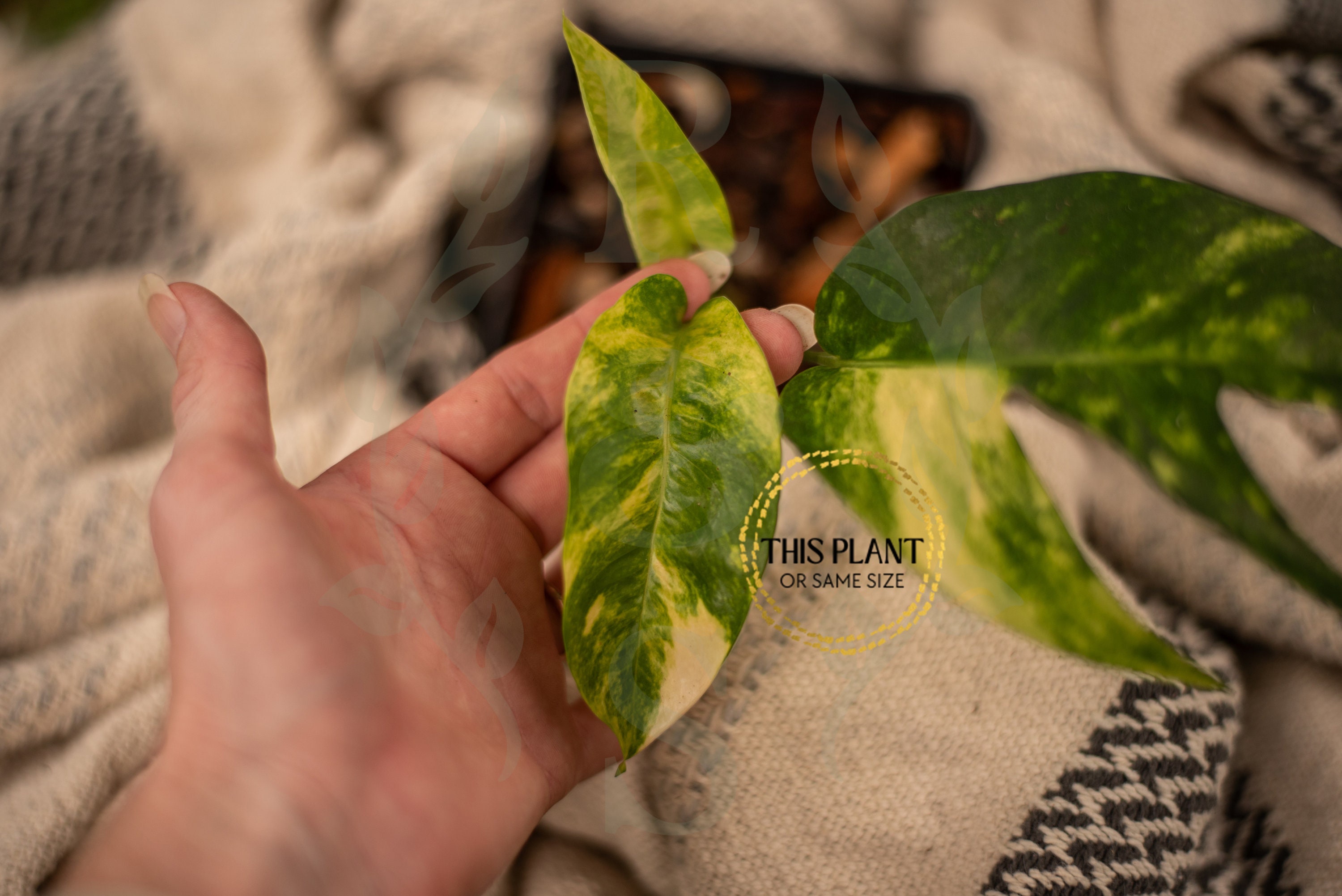 Epipremnum Yellow Flame Aurea - Small – PlantyTown