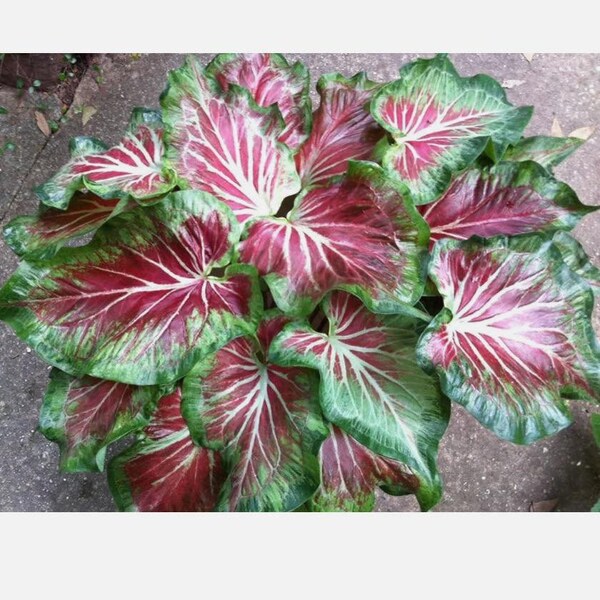 Caladium Bulbs Etsy