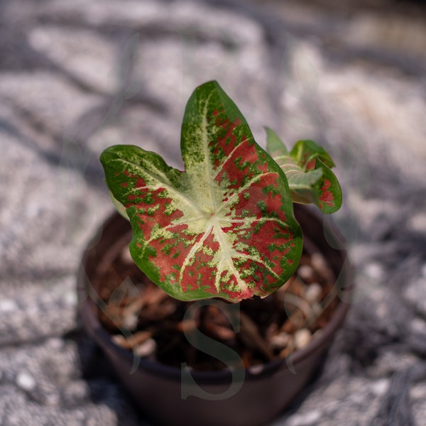 Caladium Bulbs Etsy