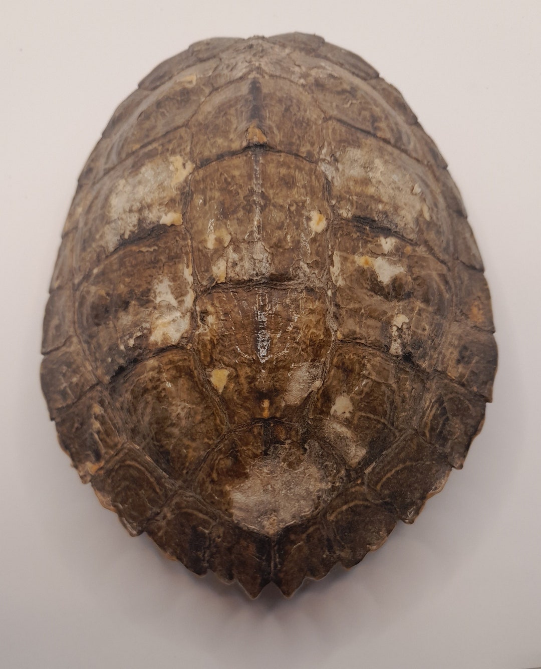 Terapent Shell Taxidermy Yellow-belly Terrapin / Turtle Shell Trachemys - Etsy Australia