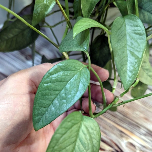 Cebu Blue Pothos - plant cuttings for propagation - plant node and leaf - live indoor houseplant cutting