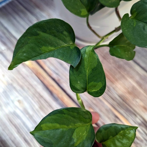Global Green Pothos - plant cuttings for propagation - plant node and leaf - live indoor houseplant cutting