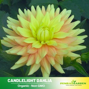 40+ Seeds|  Candlelight Dahlia Perennial Seeds - Pollinator Friendly- Open Pollinated - Heirloom - Flower Seeds-  #D025