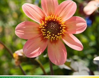 Day Lilly Bulbs 200+ Dahlia Seeds Mix - Multi-Color Compound Petal