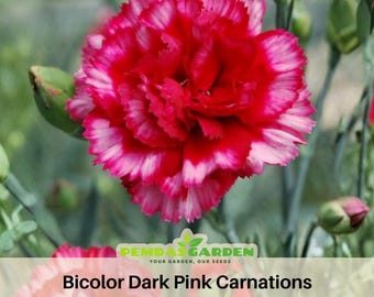 Bicolor Dark Pink Carnations - Dianthus Seeds - Open-Pollinated - Organic - Heirloom - Flower Seeds - Mix Seeds to Plant