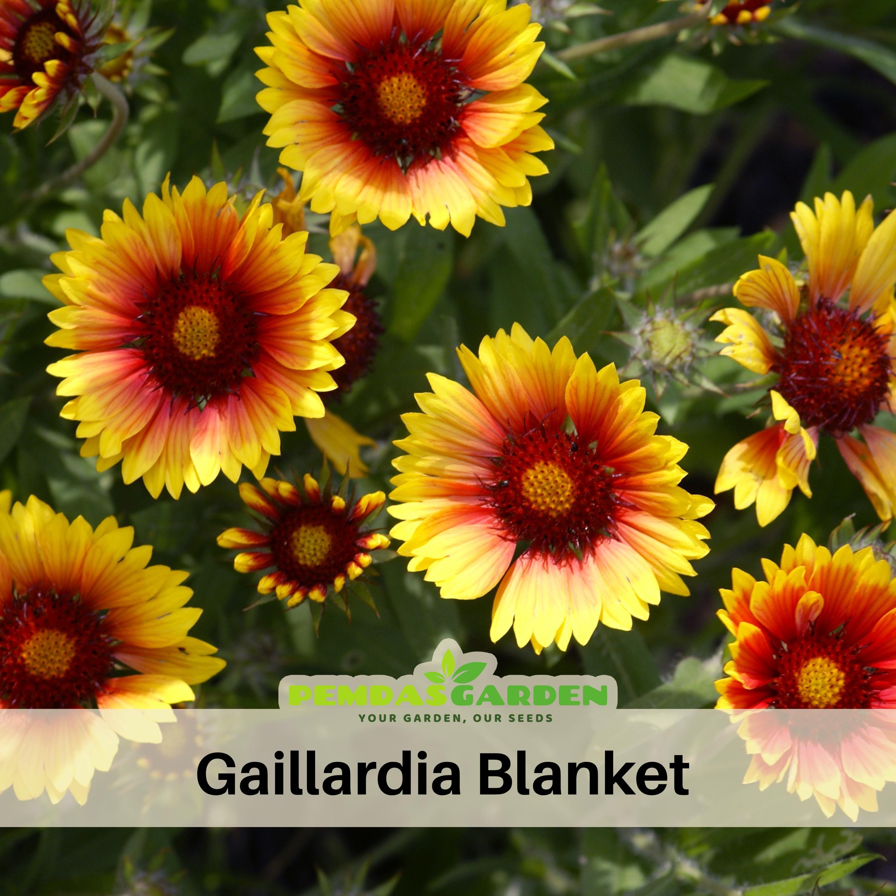 Gaillardia Seeds - Blanket Flower - Authentic Seeds - Perennial ~ GMO Free~~flower  Seeds ~ Asian Garden~ Herbs - Etsy