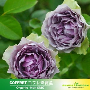 32+ Seeds|Coffret コフレ珠寶盒-Perennial -Authentic Seeds-Flowers -Organic. Non GMO --Mix Seeds for Plant-B3G #1194