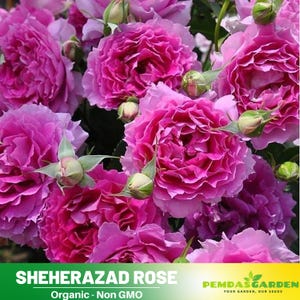 32+ Seeds| Sheherazad Rose Seeds-Perennial -Authentic Seeds-Flowers -Organic. Non GMO -Vegetable Seeds-Mix Seeds for Plant-B3G #1184