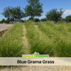 May include: Rows of Blue Grama Grass, a native prairie grass, are shown in a field. The grass is a vibrant green with delicate seed heads, under a bright blue sky. The image includes the text "Blue Grama Grass".