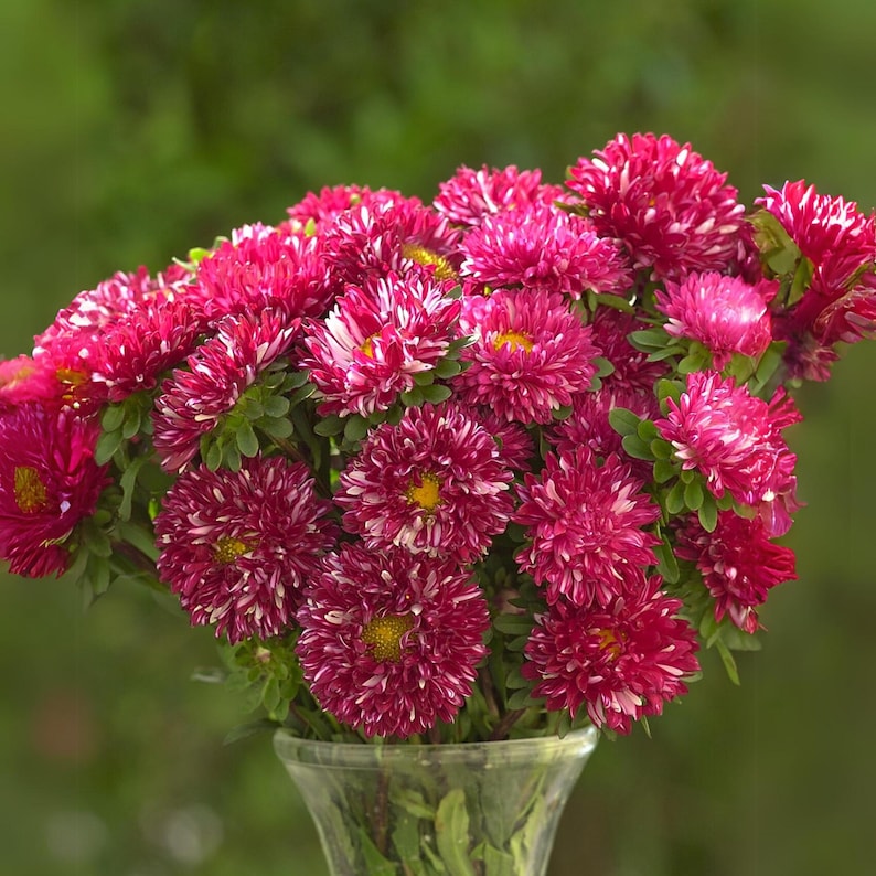 PemdasGarden Matsumoto Mix Aster Seeds