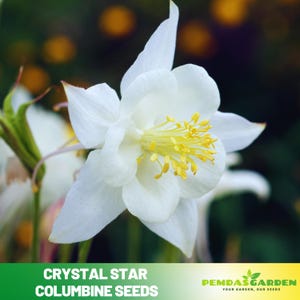 25+ Seeds| Swan Violet and White Columbine Aquilegia &#39;Colorado Violet and White&#39; Seeds - Potted-Plant in Late Summer to Early Fall - #109