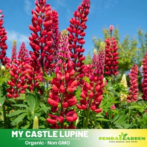 My Castle Lupine Seeds -  Cottage Garden -  Heirloom Flower - US Native Wildflower - Pollinator Friendly - Perennial -Easy to Grow #8122