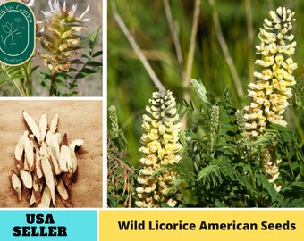 45 Seeds| American Licorice Seeds- Authentic Seeds ~ GMO Free ~ Seeds~Flower seeds~ Vegetable seeds~ Asian Garden~ Flowers~ Herbs B5G1#6012