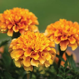 May include: Close-up of three vibrant orange marigold flowers with layered petals. The flowers are in full bloom, showcasing their bright color against a blurred green background. The image highlights the texture and detail of the marigolds.