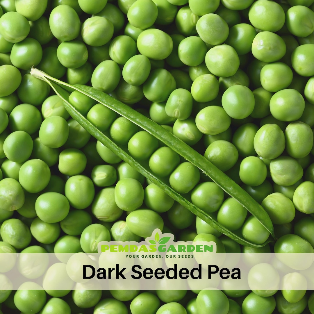 Dark Seeded Pea Seeds – High-yield Garden Pea Variety | Cool-season ...
