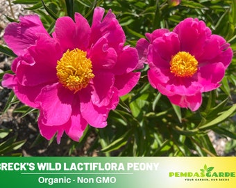10+Seeds| Breck's Wild Lactiflora Peony Perennial Flower,Herb,GMO Free,B3G1 #B053