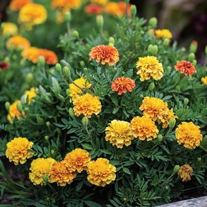 May include: A vibrant cluster of marigold flowers in full bloom. The flowers display a range of colors from bright yellow to deep orange, set against a backdrop of green foliage. The image showcases the marigolds' layered petals and lush appearance.