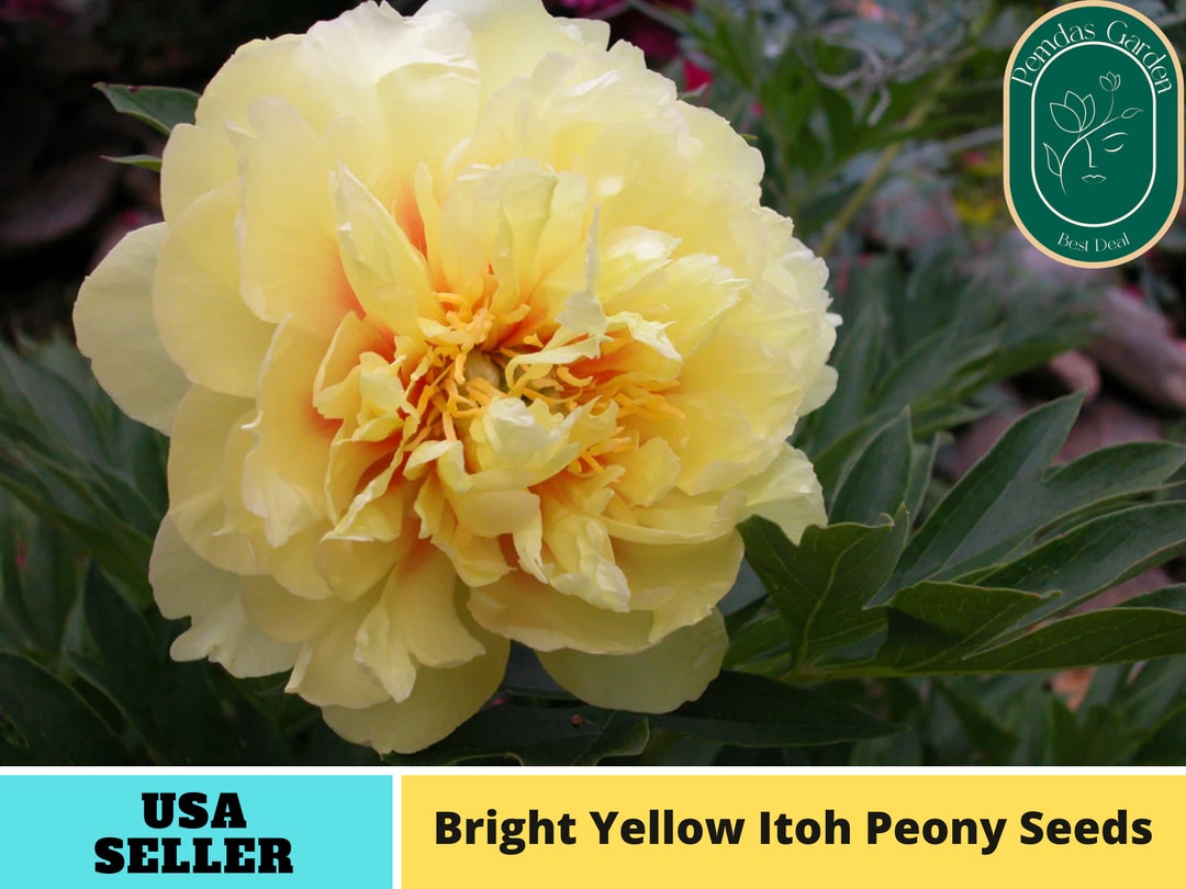 10 Seeds Bright Yellow Peony Peony Seeds Paeonia Attract Butterflies