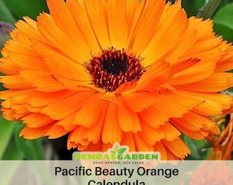 Pacific Beauty Orange  Calendula Seeds - Open-Pollinated - Organic - Heirloom - Flower Seeds - Mix Seeds to Plant