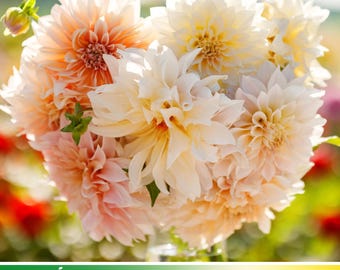 40+ Seeds|  Café Au Lait Dahlia Perennial Seeds - Pollinator Friendly- Open Pollinated - Heirloom - Mix Seeds to Plant -   #D026
