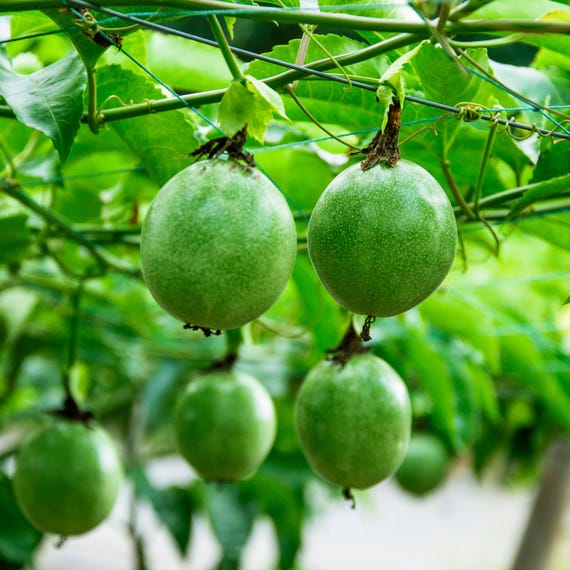 25 Organic Purple Passion Fruit Seeds - Passiflora Edulis - Fresh 2023/24 Crop (US Seller)