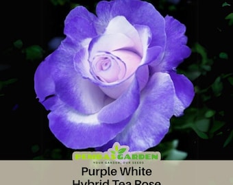 30+ Seeds|Purple White Hybrid Tea Flower Rose Seeds - Authentic Seeds - Perennial~GMO Free~~Flower seeds ~ Asian Garden~ Herbs  #1094