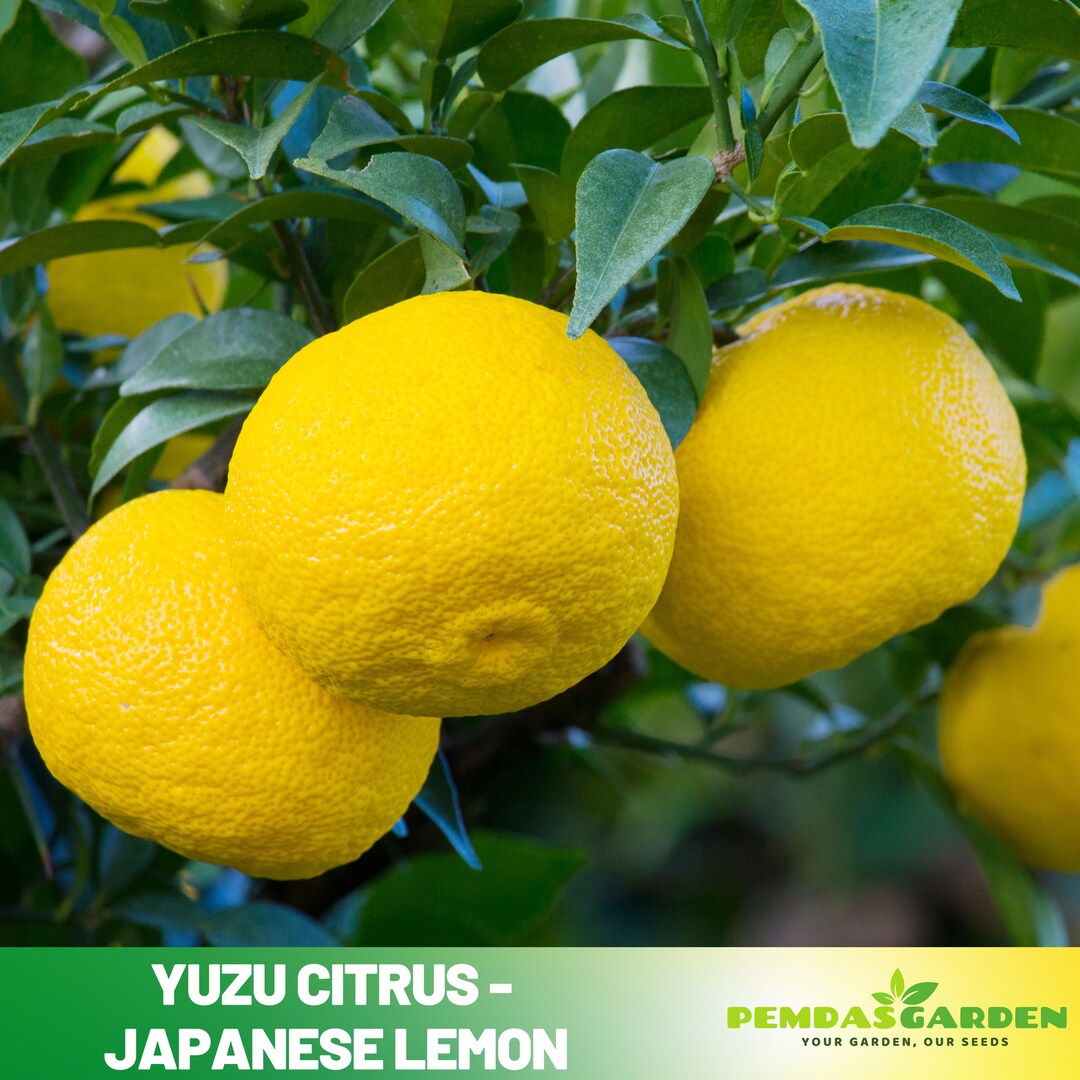 0715ー13800ーレモン様【21点】 Yuzu Citrus Seeds (citrus Junos, Japanese Lemon, Yuza) – Hardy