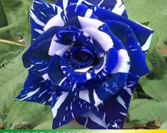 30+ Seeds|Blue Dragon Rose Perennial Flower Rose - Authentic Seeds - Perennial~GMO Free~~Flower seeds ~ Asian Garden~ Herbs   #1082