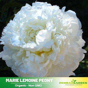 10+Seeds| Marie Lemoine Peony Perennial Seeds  - Paeonia - Attract butterflies - Open-Pollinated - Organic - Heirloom -  #B035