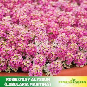 May include: A close-up of a vibrant bed of Rosie O'Day Alyssum (Lobularia maritima) flowers. The flowers are a mix of pink and white, with small yellow centers. The image includes the text "Rosie O'Day Alyssum (Lobularia maritima)" and a logo.