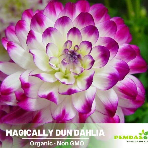 40+ Seeds| Magically Dun Dahlia Seeds-Authentic Seeds ~ GMO Free ~ Seeds~Flower seeds~ Vegetable seeds~ Asian Garden~Herbs B5G1 #D064