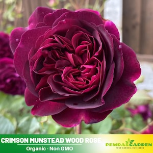 30+ Seeds-Deep velvety crimson Rose Seeds - Authentic Seeds - Perennial ~ GMO Free~~Flower seeds ~ Asian Garden~ Herbs  #1126