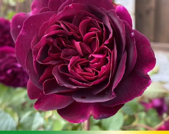 30+ Seeds-Deep velvety crimson Rose Seeds - Authentic Seeds - Perennial ~ GMO Free~~Flower seeds ~ Asian Garden~ Herbs  #1126