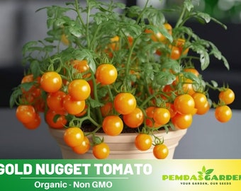 30 Seeds| Gold Nugget Tomato Seeds - Authentic Seeds ~ GMO Free ~ Seeds~Flower seeds~ Vegetable seeds~ Asian Garden~  Herbs B5G1 #7023