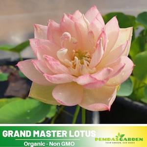 5 Rare Seeds| Grand Master Lotus Seeds  - Indian Lotus (Nelumbo nucifera) Seeds - Flower Seeds -  #Q018