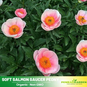 10+Seeds| Soft Salmon Saucer Peony Perennial Seeds  - Paeonia - Attract butterflies - Open-Pollinated - Organic - Heirloom -  #B020